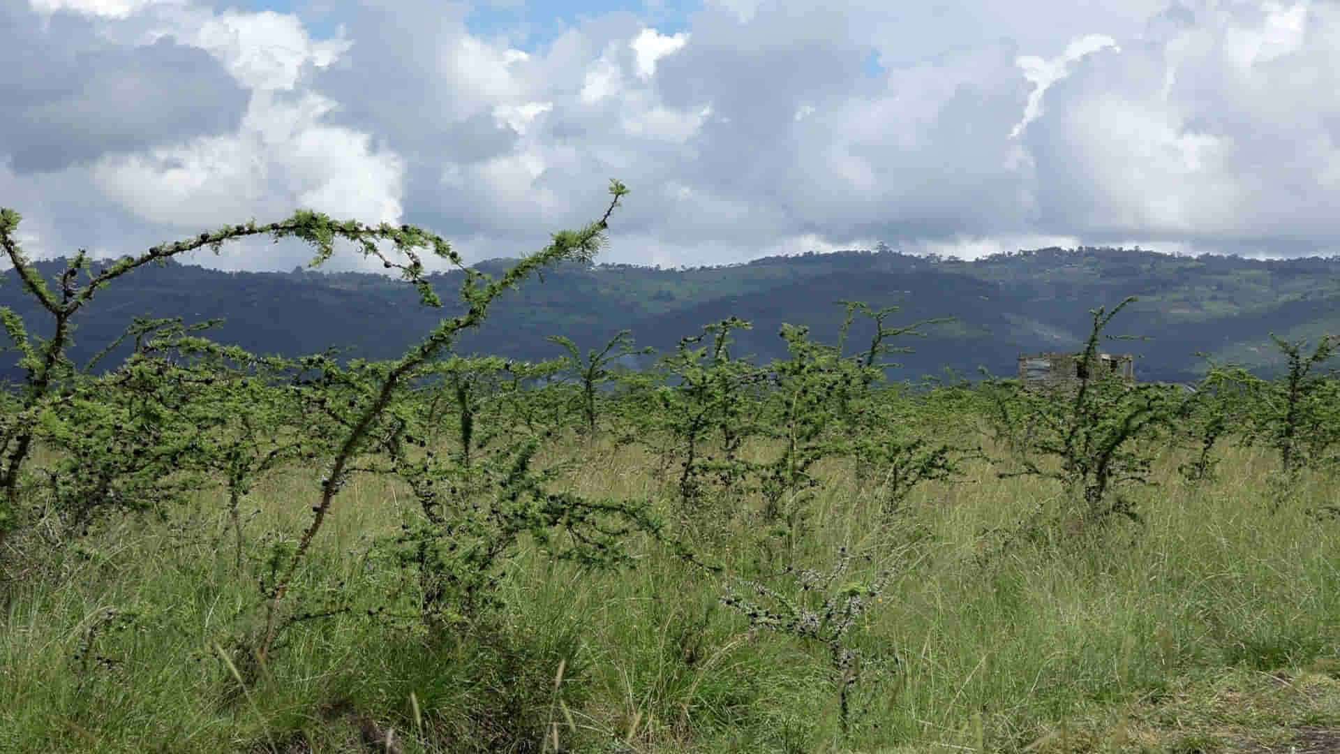 Acacia bushes tracing the ridge line.