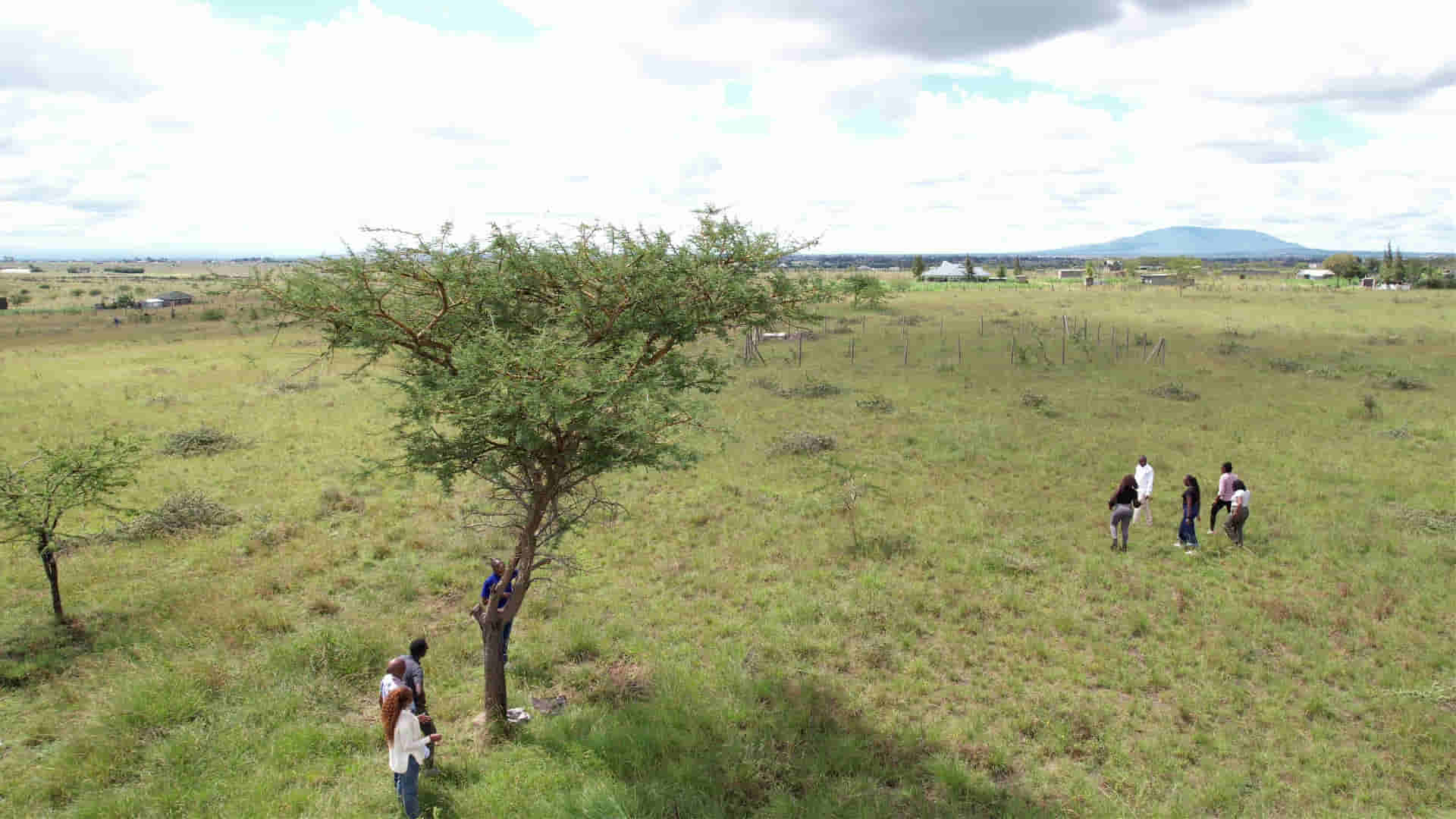 The namesake acacia tree on Kantafu ridge.